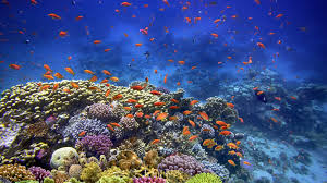 Red Sea coral reefs